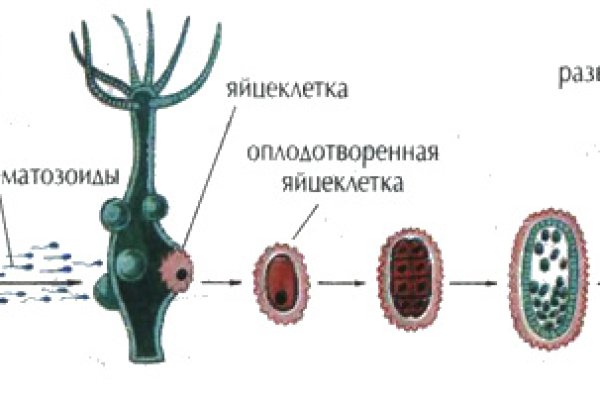 Kraken актуальное